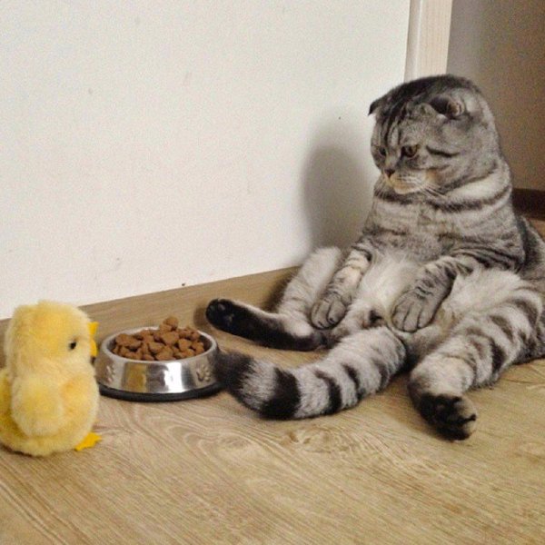 скоттиш страйт вислоухий