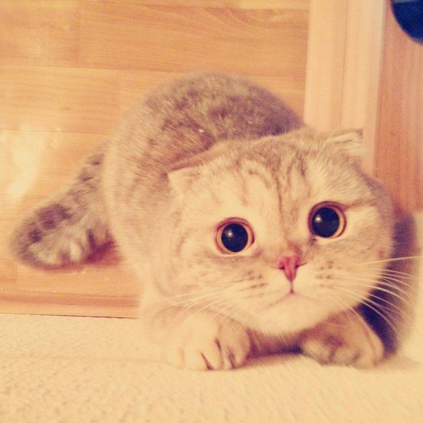 скоттиш фолд