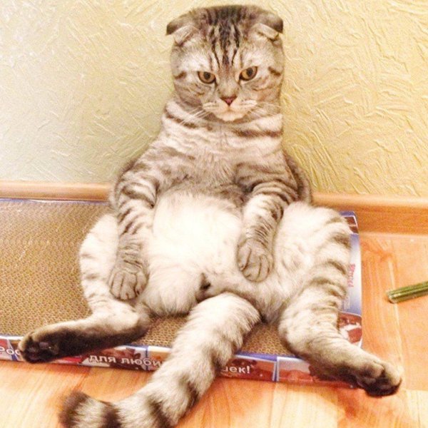 шотландская вислоухая кот