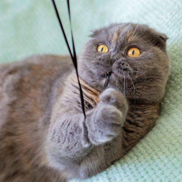 британская вислоухая кошка