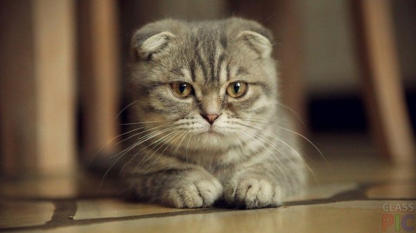 вислоухие шотландские коты