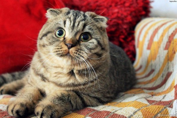 шотландская вислоухая табби браун