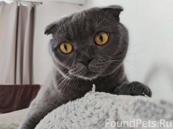 шотландский вислоухий кот серый