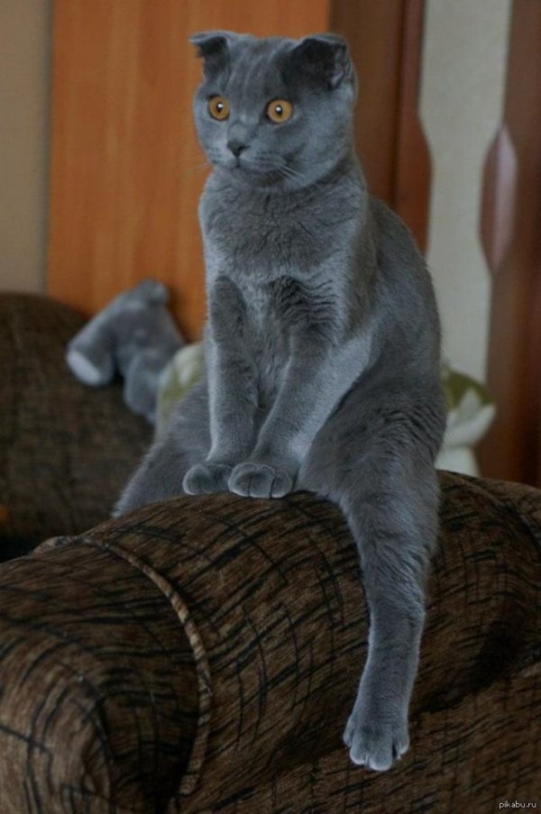 вислоухая британская кошка