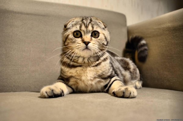 скоттиш фолд полосатый вислоухий