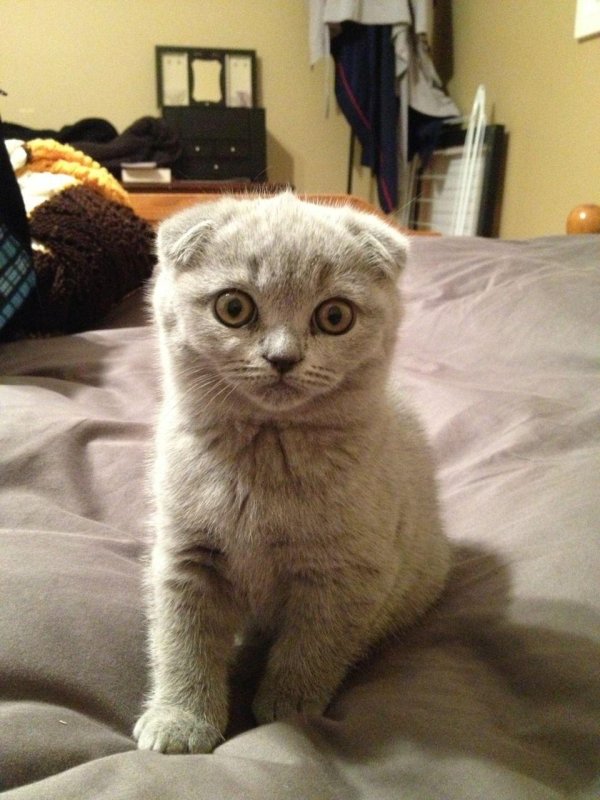 британская вислоухая кошка