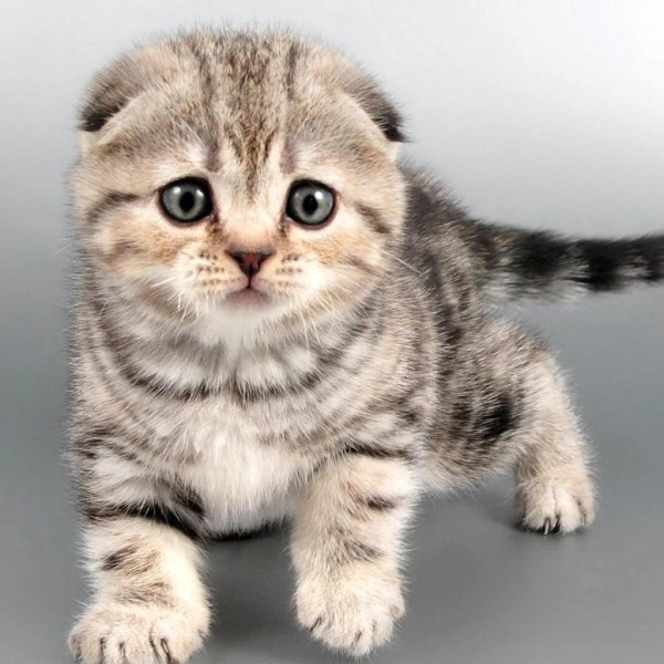 котенок шотландская вислоухая