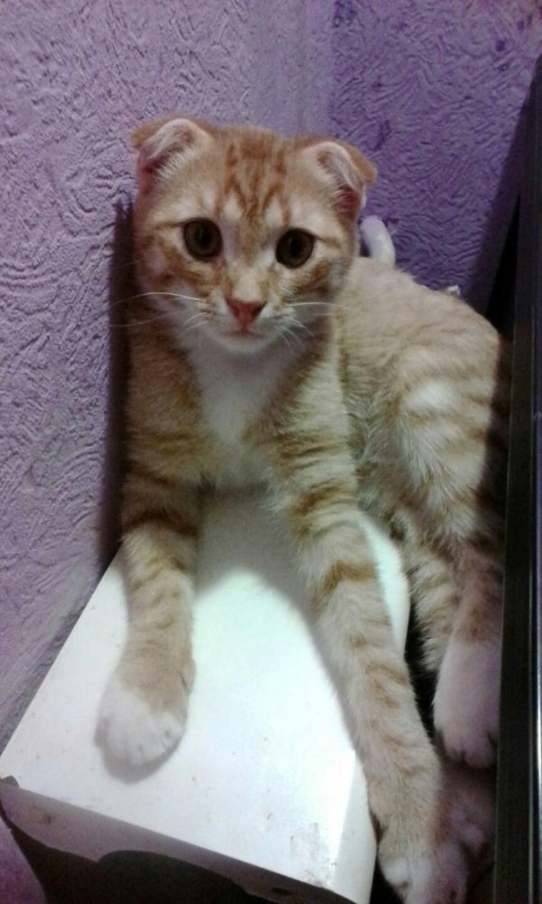 шотландская вислоухая или скоттишфолд