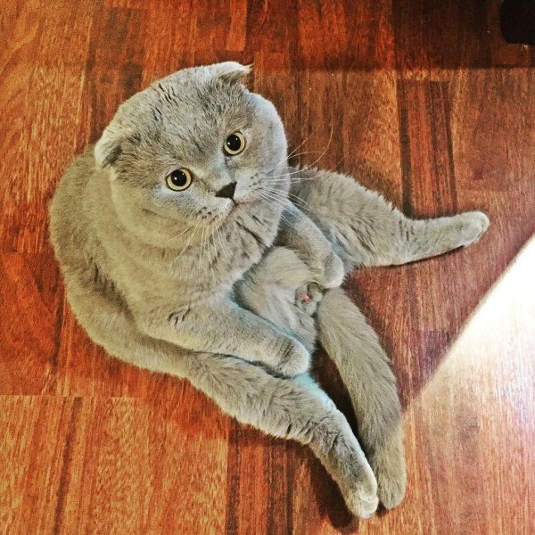 британская вислоухая кошка