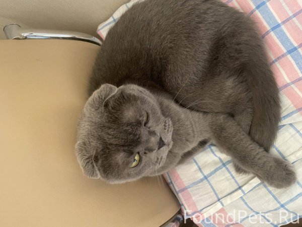 чистокровный британский вислоухий кот