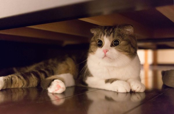 кот вислоухий