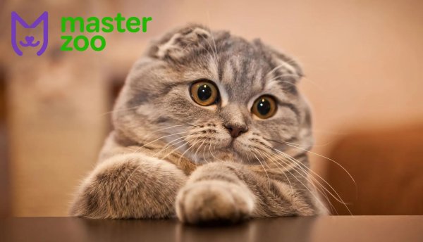 скоттиш фолд