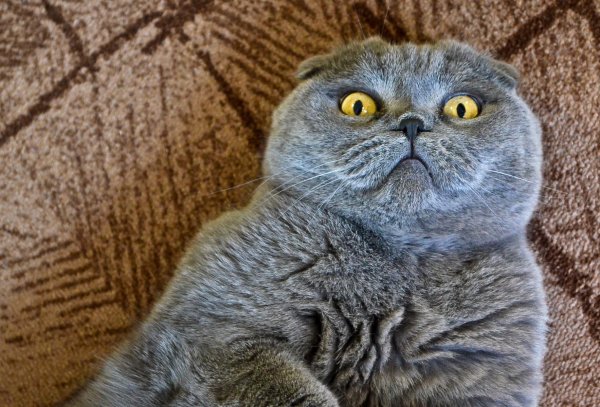 вислоухий кот британский