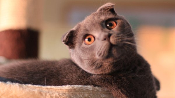 шотландец вислоухий