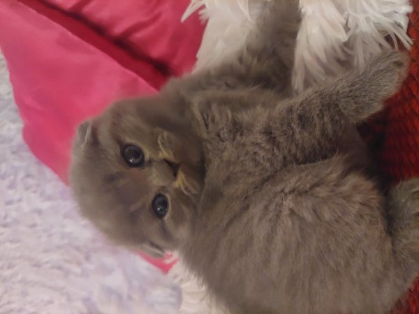 хайленд фолд шотландская