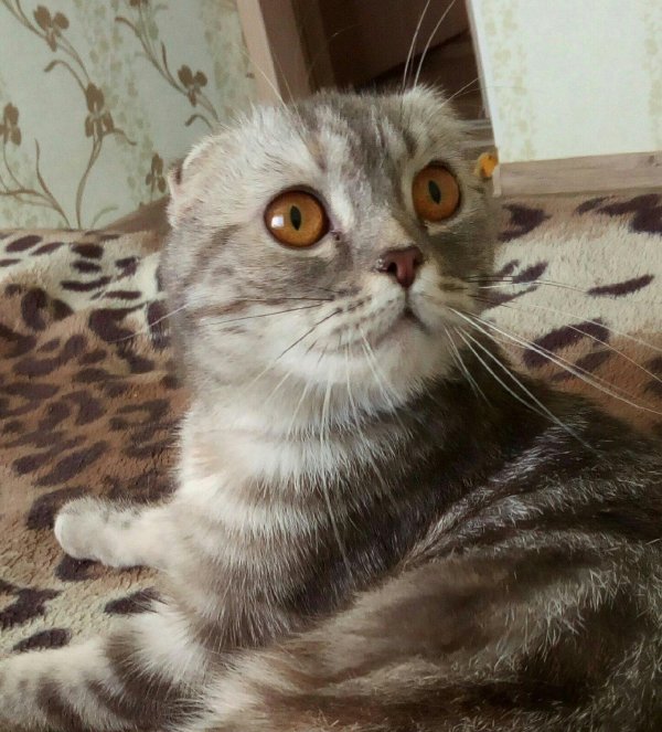 шотландский вислоухий кот серый