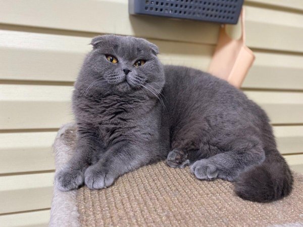 шотландская вислоухий кот