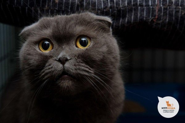 кот шотландец вислоухий шоколад
