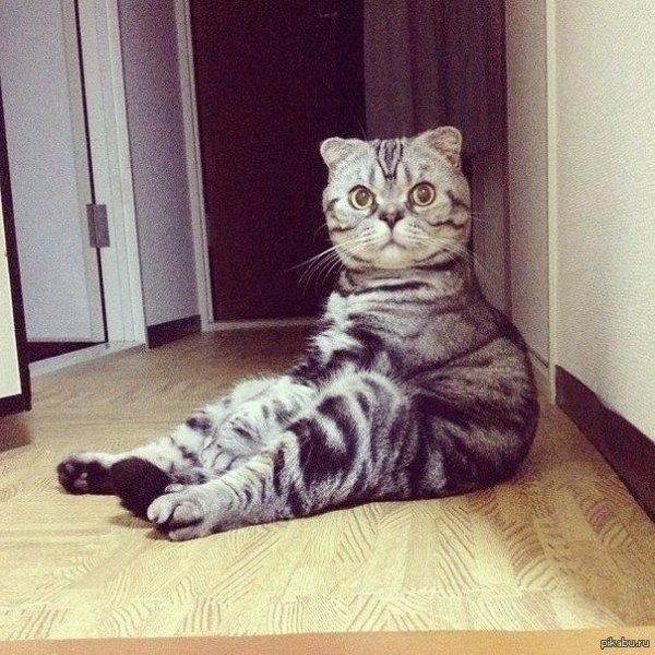 шотландская вислоухая кот