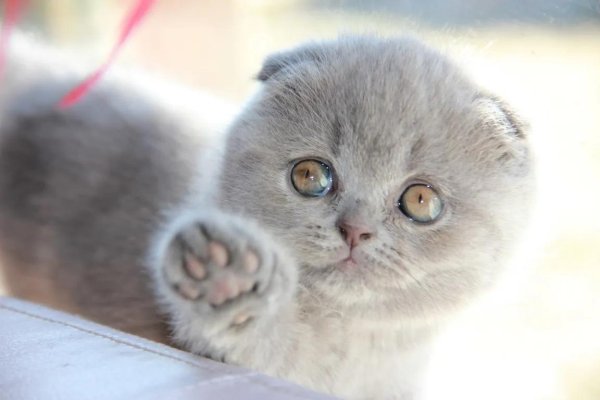 британская вислоухая кошка