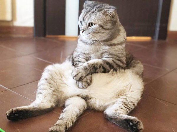 скоттиш фолд