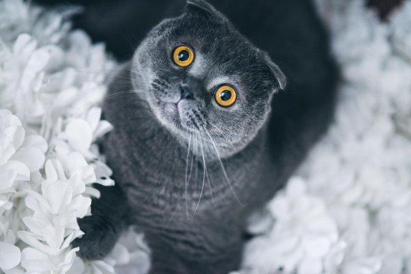 шотландский вислоухий кот серый