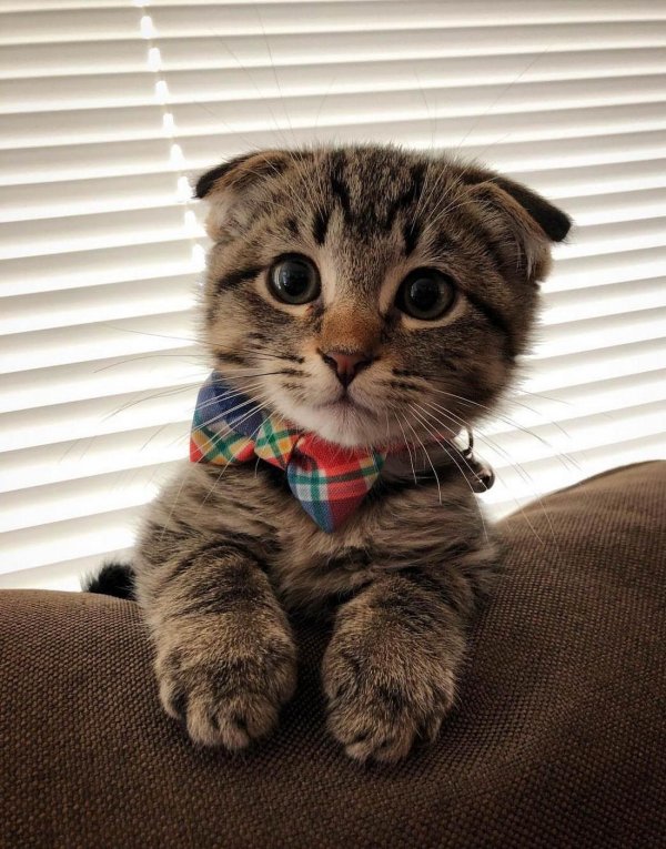 кошка вислоухая