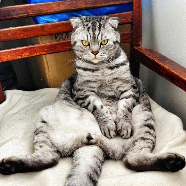 Вислоухие коты