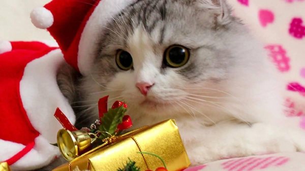 милые котики новый год