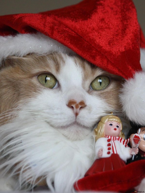 котик в новогоднем костюме