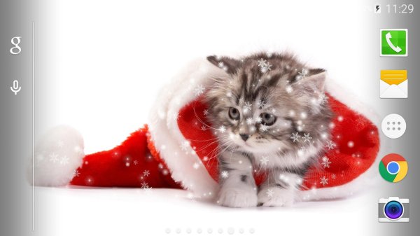 котенок маленький