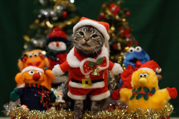кот в новогоднем костюме