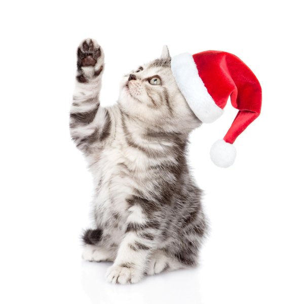 кот в новогоднем колпаке