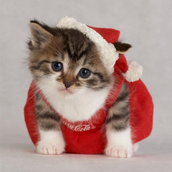 котик в новогоднем костюме