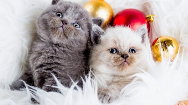 котенок красивый