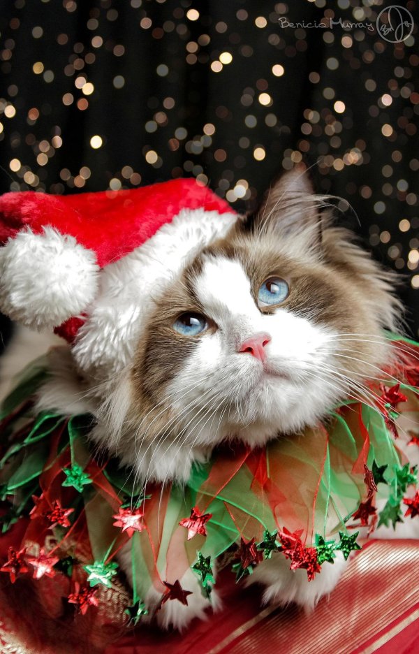 кот новый год