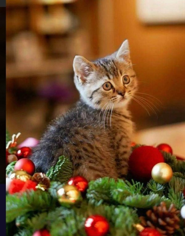 милые котенок