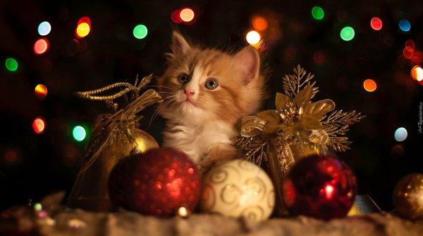 кот новогодний