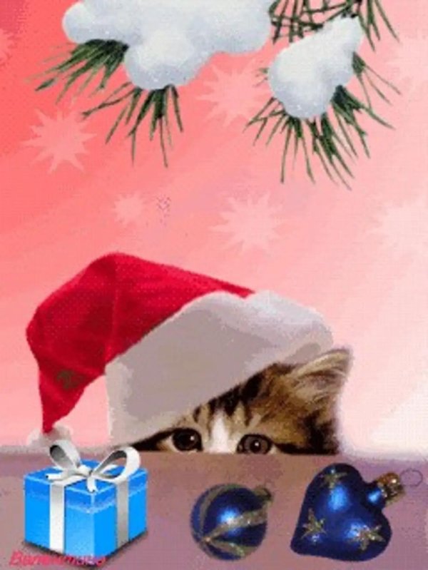 котик поздравляет с рождеством