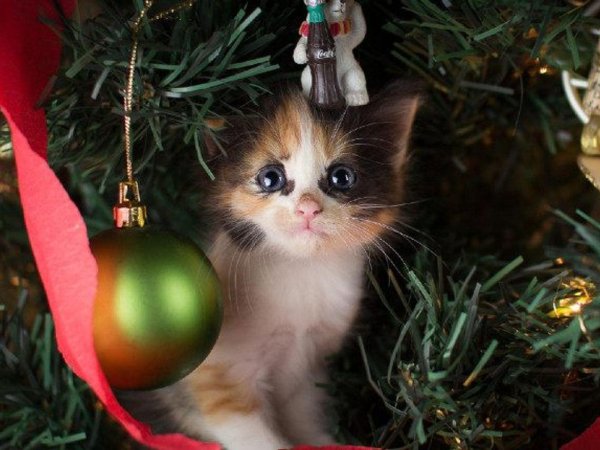 кот и новый год