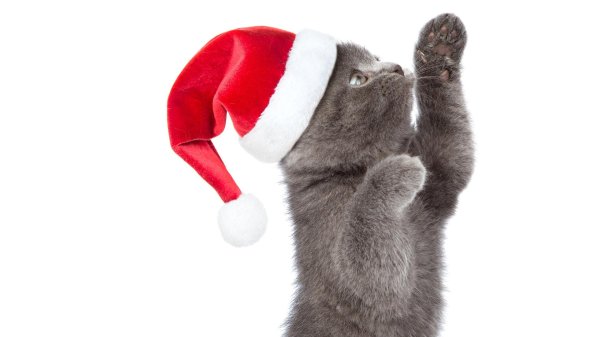 котик в новогодней шапочке