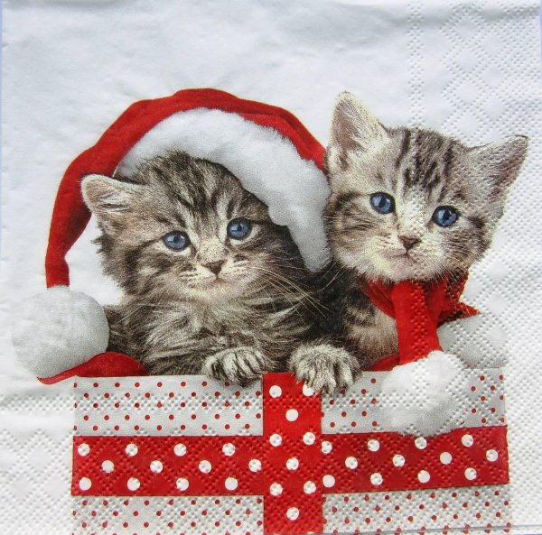 котята в новогодних шапочках