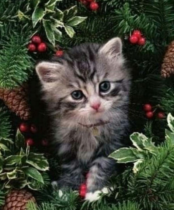 очаровательные котята