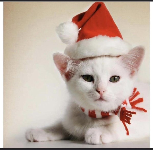 кот новогодний