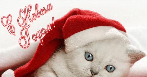 котята в новогодних шапочках