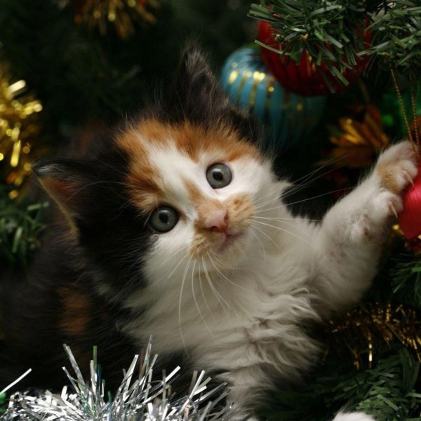 кошка в доме