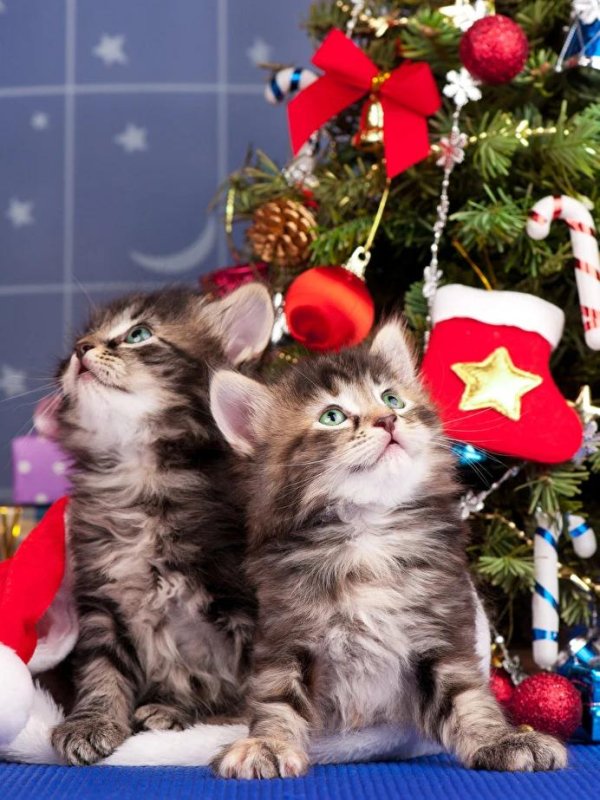 котенок новый год