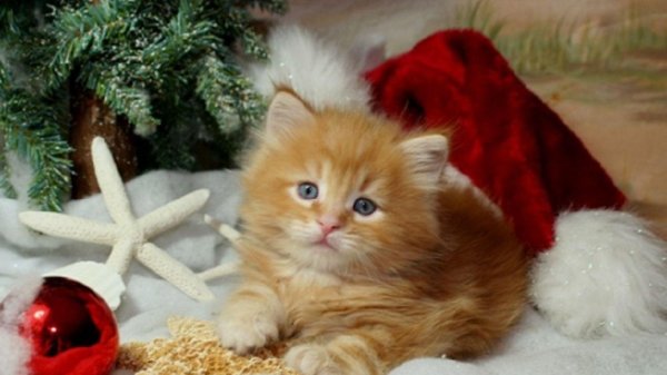 рыжие котята