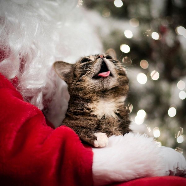 кот и новый год