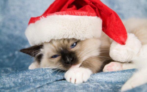 сиамская кошка новогодняя